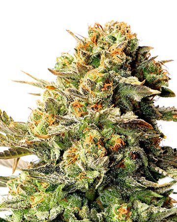 Wedding Glue fem