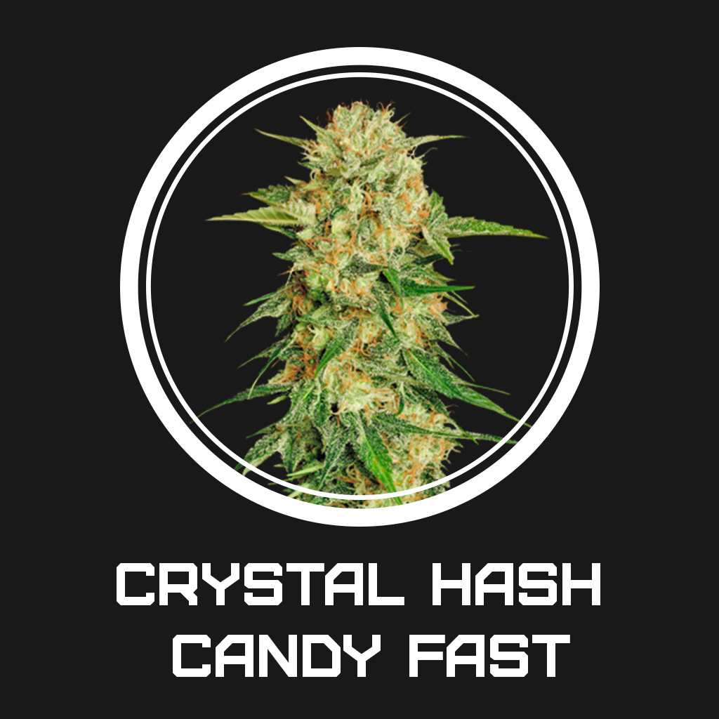 Crystal Hash Candy Fast fem