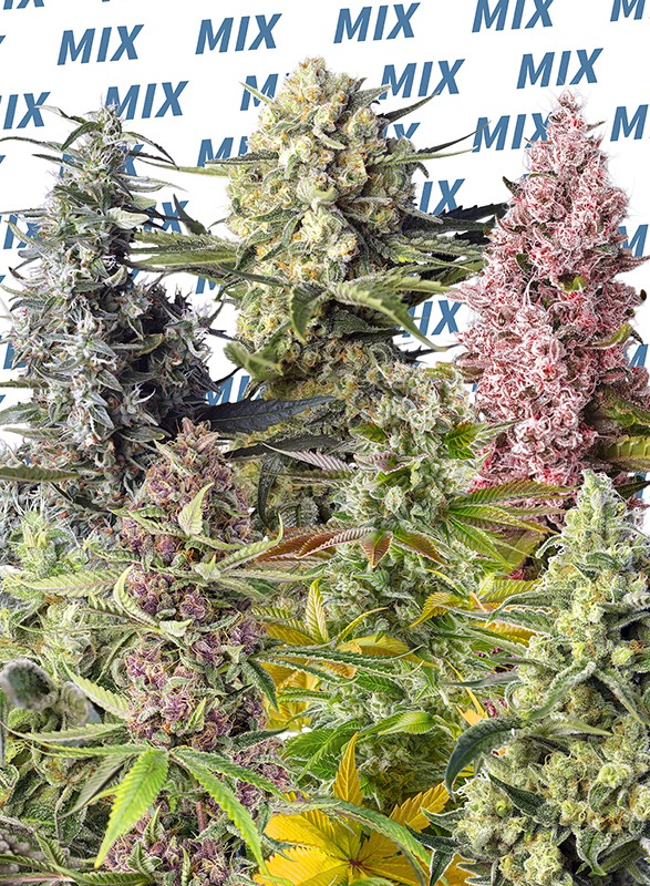 Sweet Mix Feminised fem