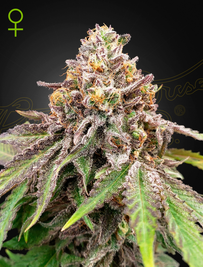 Blue Haze x Gelato 41 Auto autofem