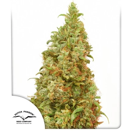 THC-Victory fem
