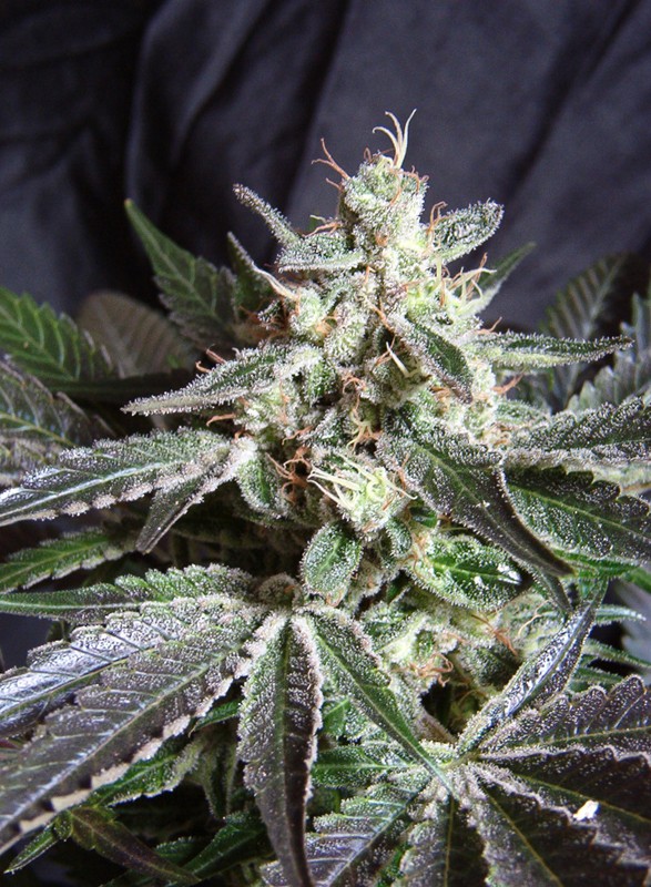 Black Jack F1 Fast Version fem