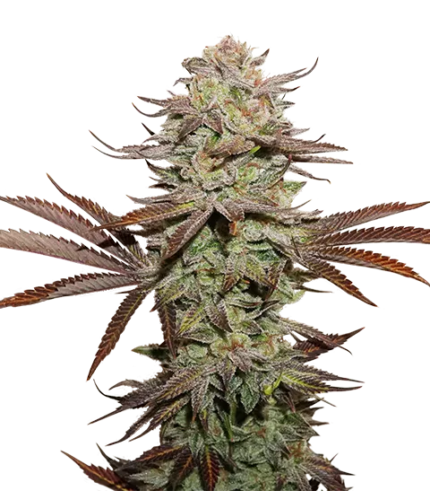 Sticky Fingers Auto autofem