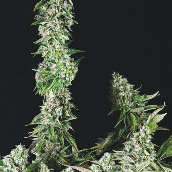 Og Double Kush fem