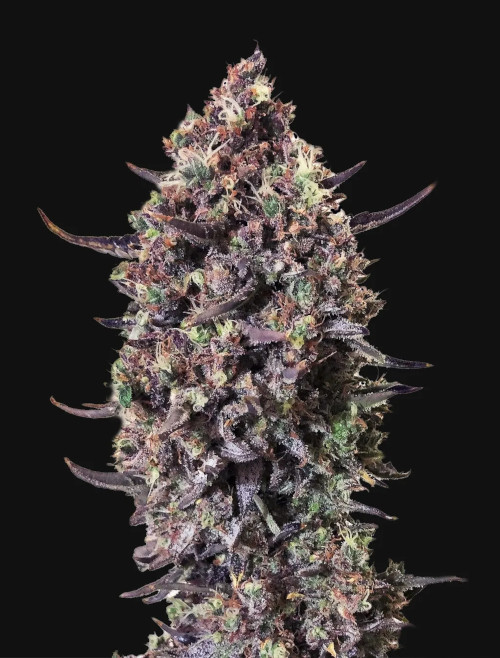 Punch Gelato #33 autofem