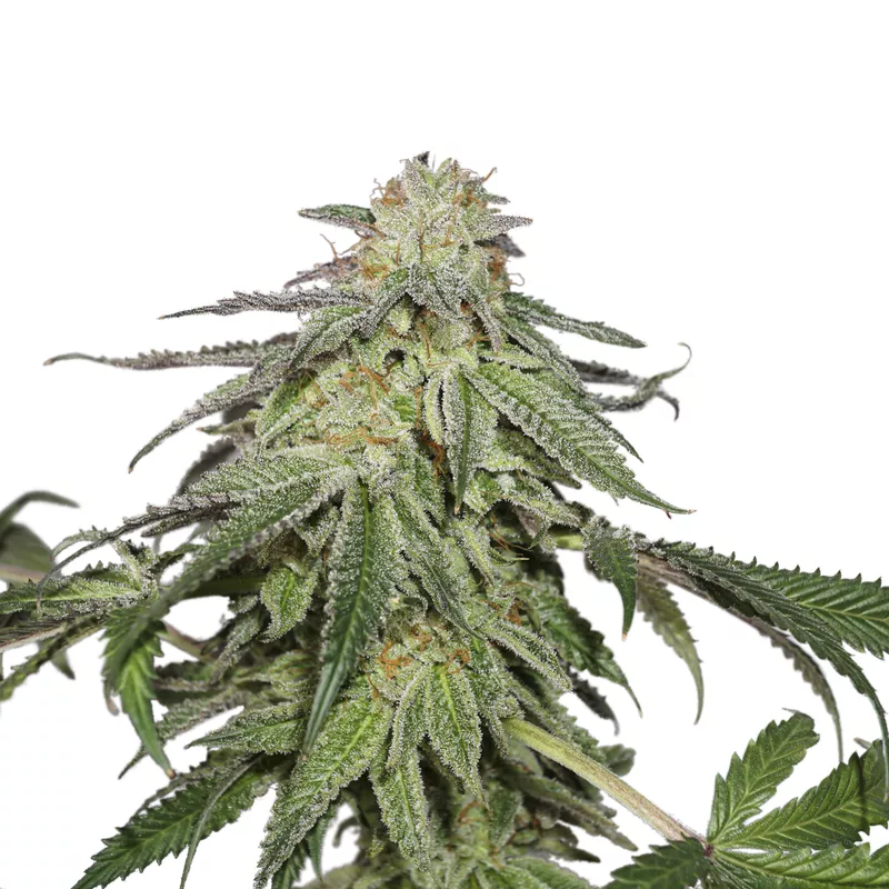 Cookies and Cream Auto autofem