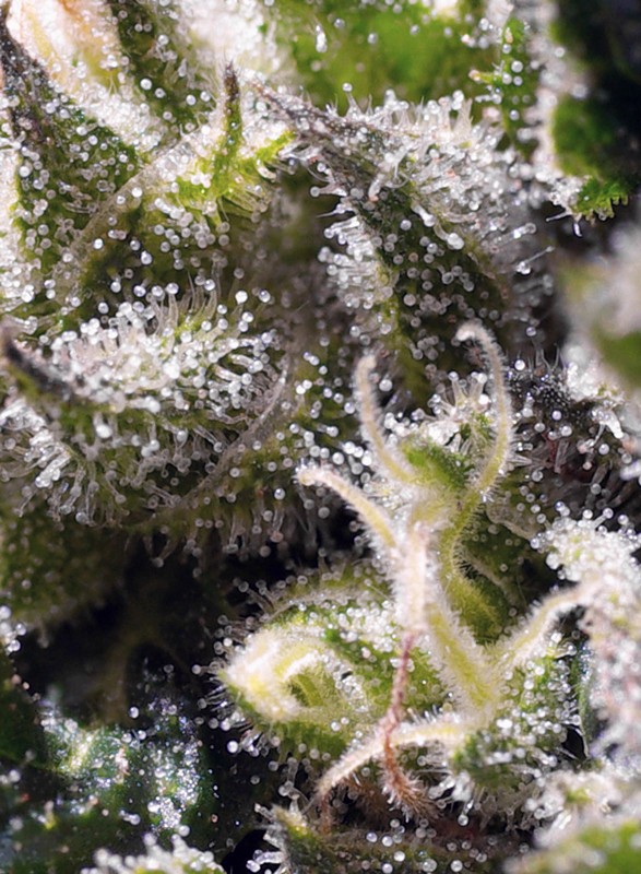 Cream Caramel Auto autofem