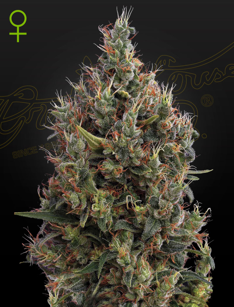 Big Bang Auto autofem
