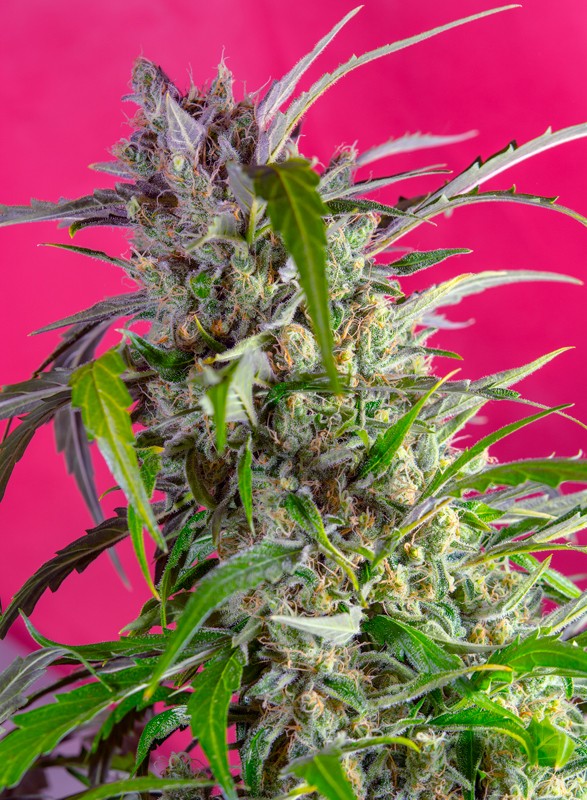 Crystal Candy Auto autofem