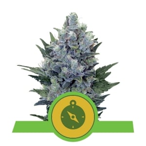 Northern Light Automatic autofem
