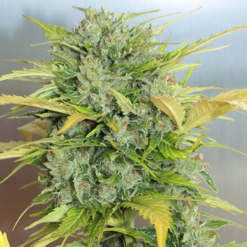 Auto AK - 47 autofem