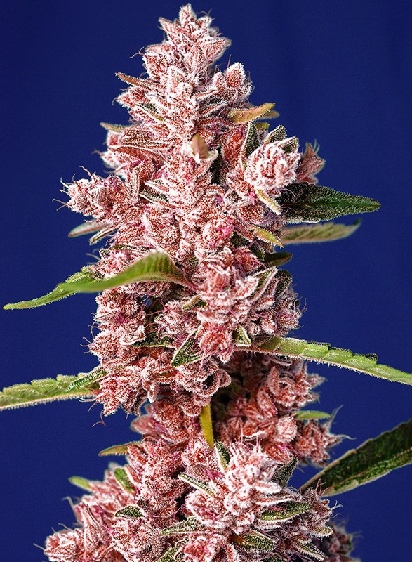 Tropicanna Poison F1 Fast Version fem