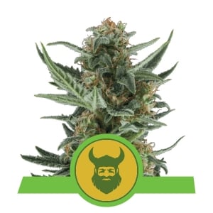 Royal Dwarf autofem
