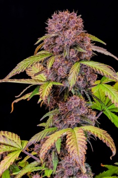 Lemon Cherry Cookies Auto autofem
