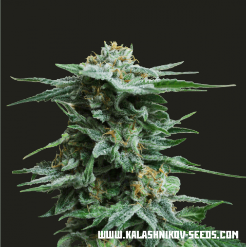 AK Kush fem