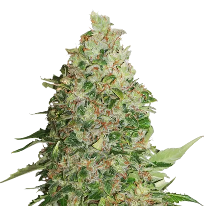 BCN Critical XXL fem