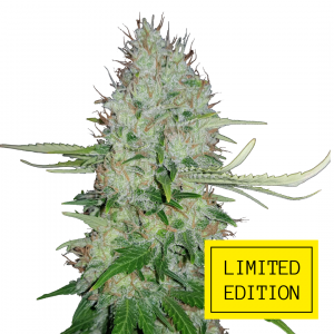 White Haze genetics fem