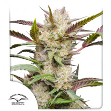 Auto Mimosa Punch autofem