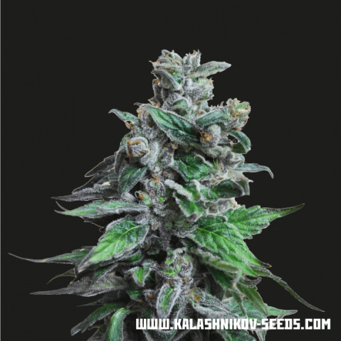Moscow Blueberry fem
