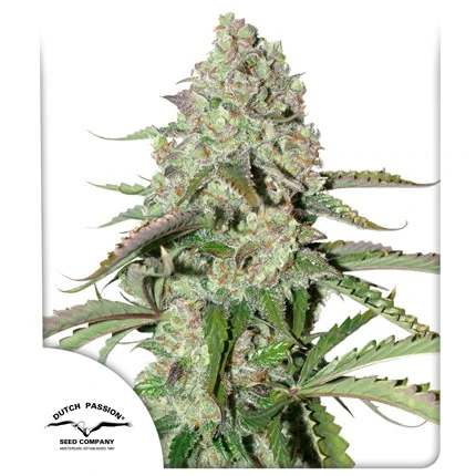 Auto Colorado Cookies autofem