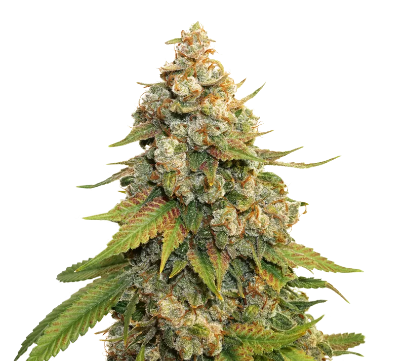 Golden Lemon Haze fem