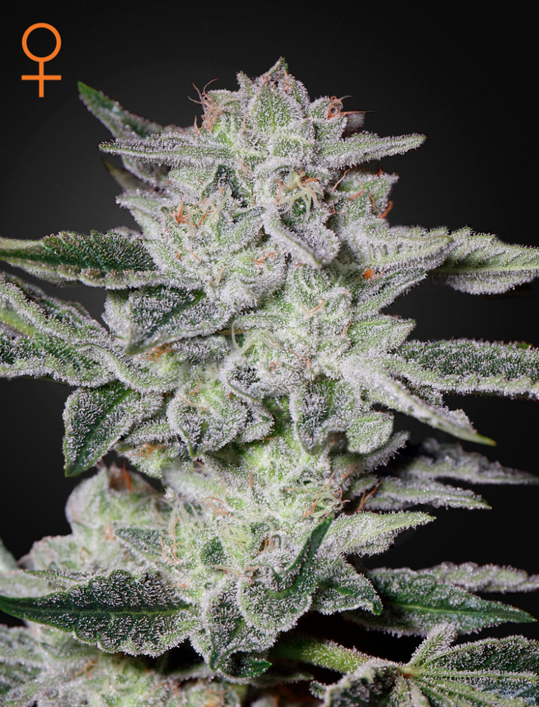 Sweet Valley Kush (Feminised) fem