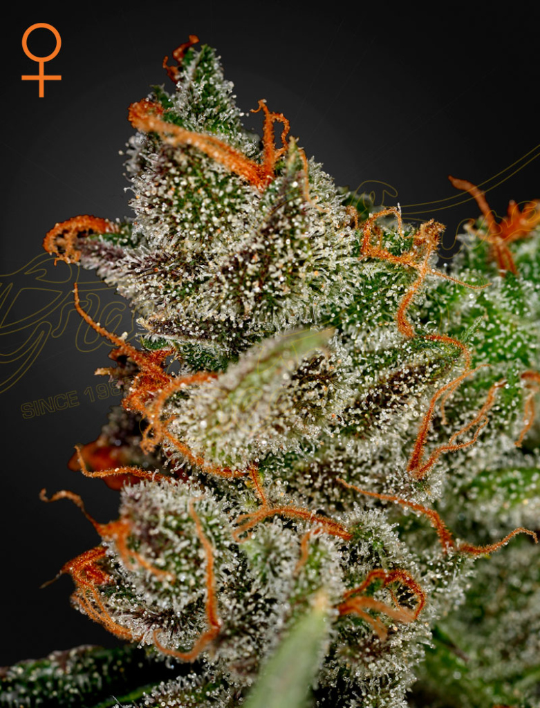 King's Kush (Feminised) fem