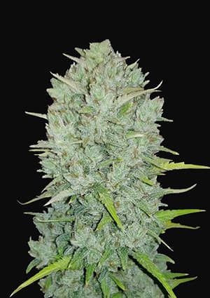 Original Auto Northern Lights autofem