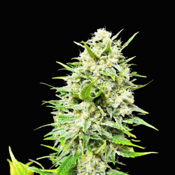 Big Skunk Auto autofem