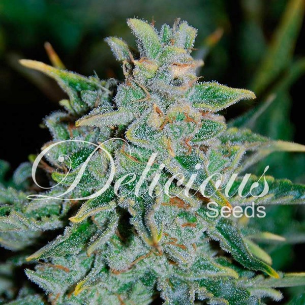 Auto Northern Lights Blue