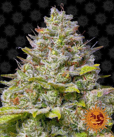Blue Gelato 41 fem