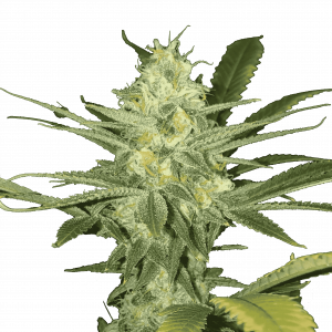 Auto White Widow genetics autofem