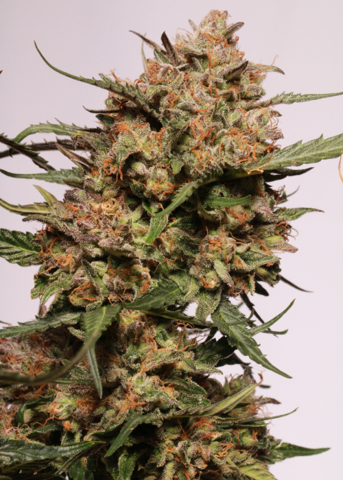 Apollo Black Cherry fem