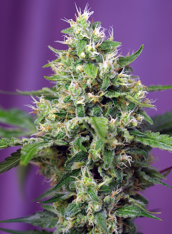 Sweet Amnesia Haze XL Auto (Blow Mind Auto) autofem