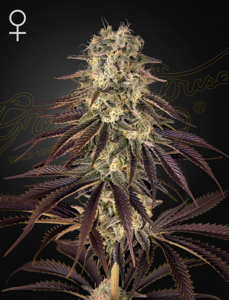 Kong's Krush (Feminised) fem