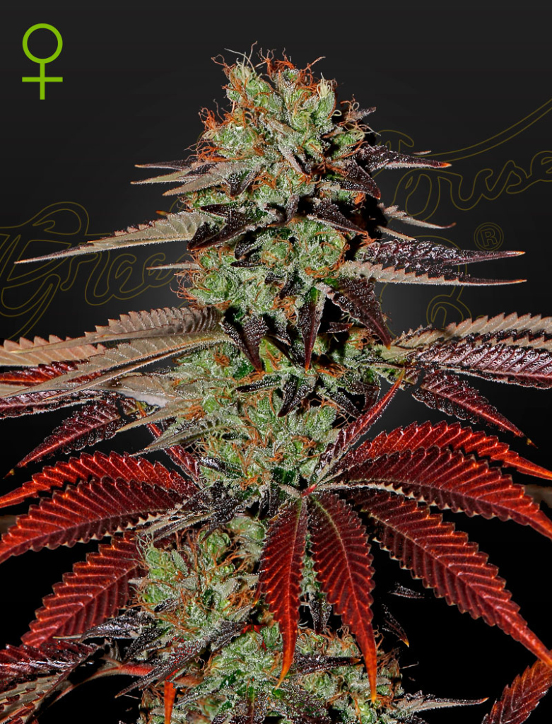 King’s Kush Auto autofem