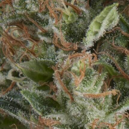 Auto Wembley autofem
