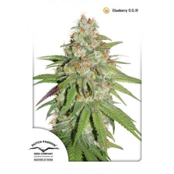 Glueberry O.G. fem