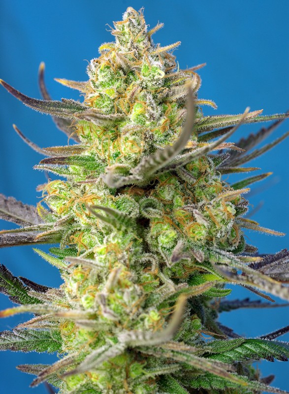 Sweet Cheese XL Auto autofem