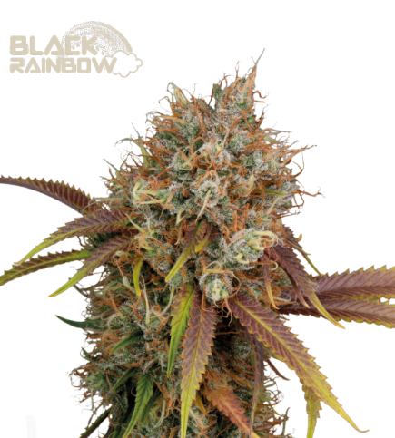 Black Rainbow fem