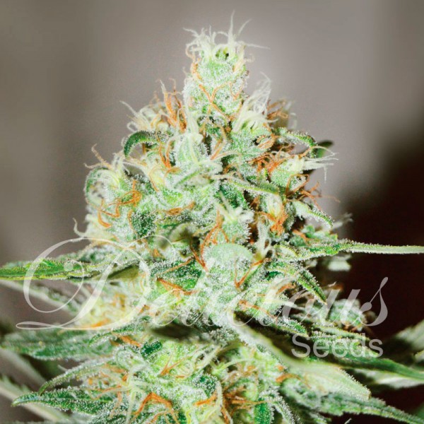 Jagg Kush fem