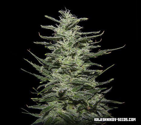 Amnesia Molotov fem