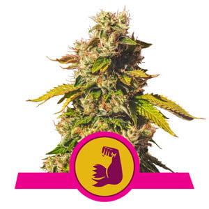 Hulkberry fem