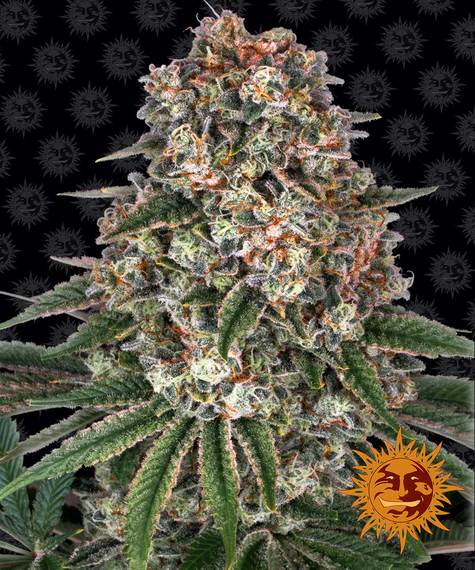 Tropicanna Banana fem