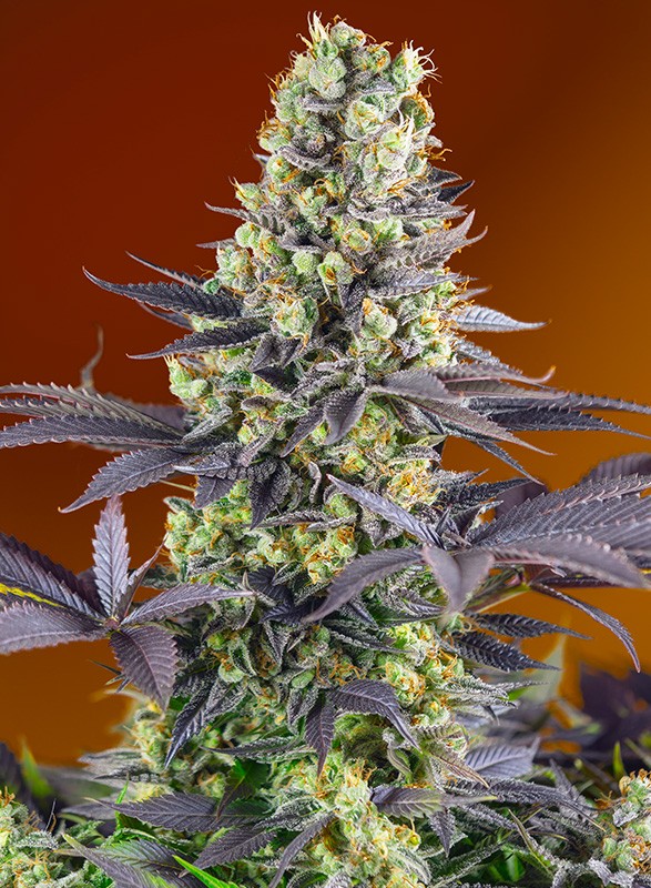 Sweet Zenzation (Sweet Zkittlez) fem