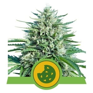 Royal Cookies Automatic autofem