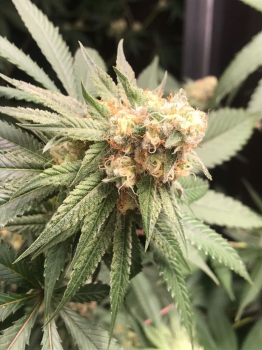 Sour Chocodiesel genetics fem