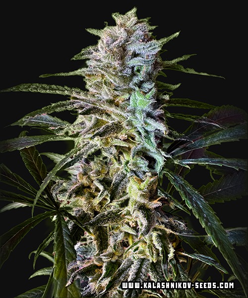 Amur Gelato Autofem