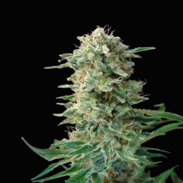 Big Dutch Bud fem