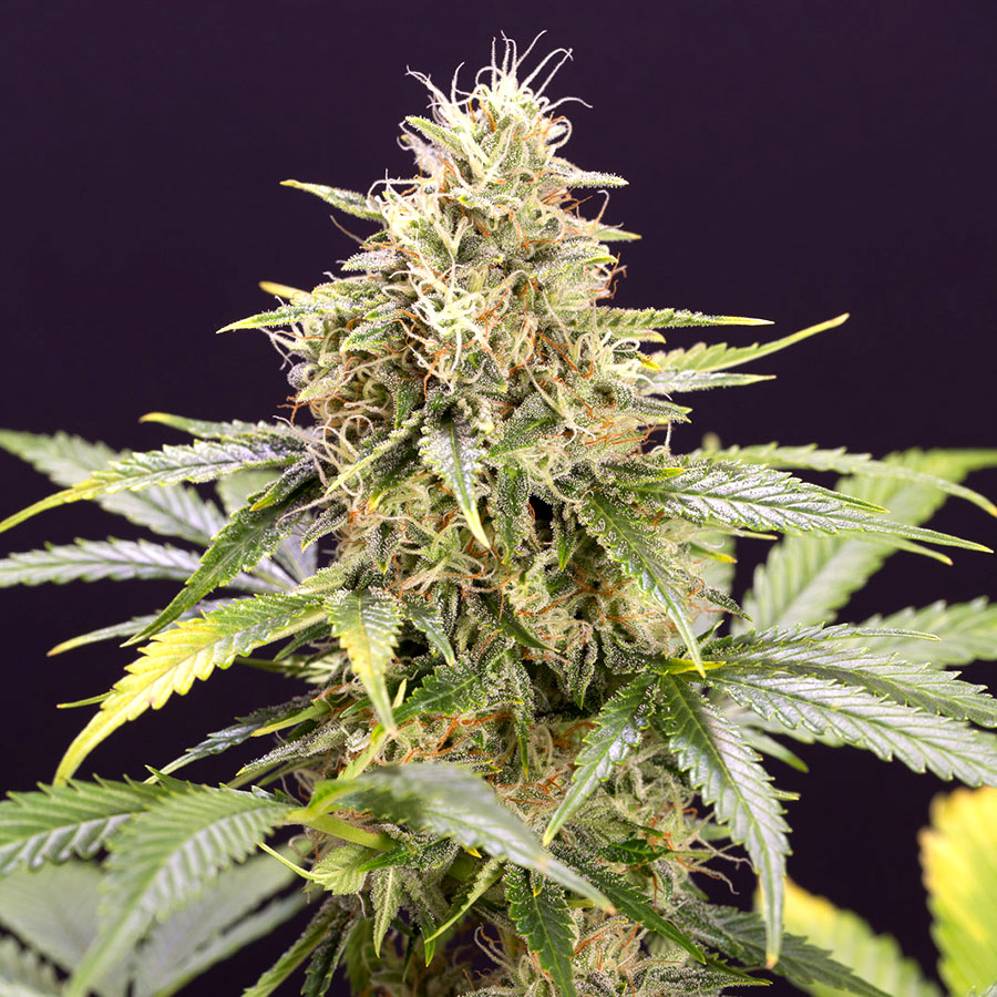 Chocolate Mint OG Auto (Feminised) autofem